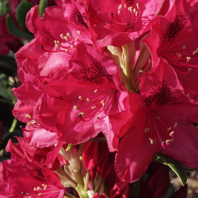 Rhododendron Nova Zembla_01